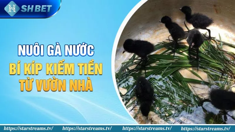 Gà nước có thể làm gà chọi không? Tất tần tật về loài gà nước! 4 Bí kíp nuôi gà nước kiếm tiền cực đỉnh